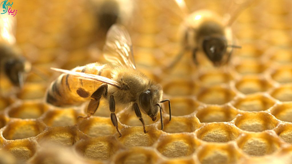 زهر زنبور عسل سلولهای سرطانی پستان