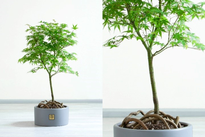 گیاهانی در قالب درخت آپارتمانی 